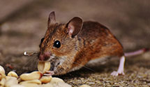24 Hour & Emergency Exterminators in Deadwood, SD